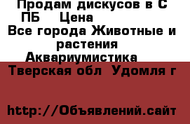 Продам дискусов в С-ПБ. › Цена ­ 3500-4500 - Все города Животные и растения » Аквариумистика   . Тверская обл.,Удомля г.